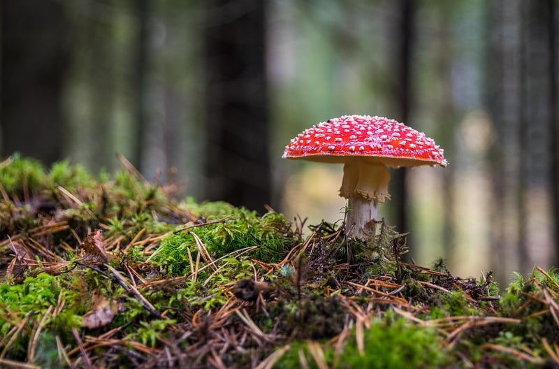 Mushroom Medley